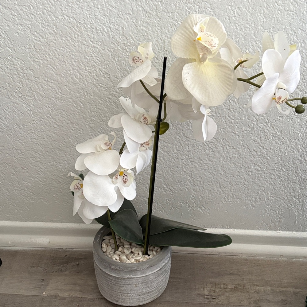 Elegant White Orchid in Gray Pot